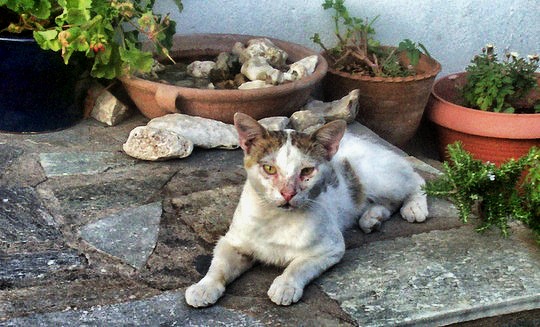 cat Anaxos lesbos
