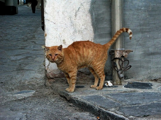 Gats de Cadaqués