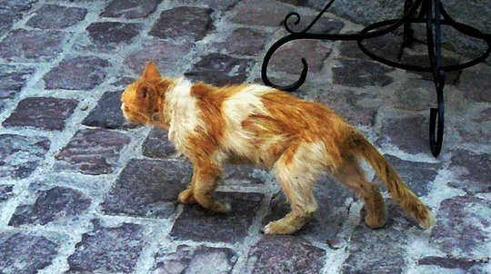 cat Molyvos Lesbos