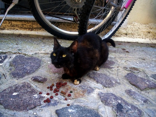 cat in Petra