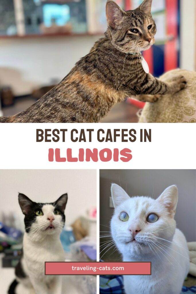 best cat cafes in Illinois