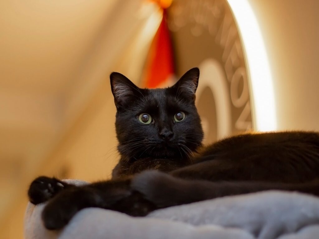 black cat with red Christmas hat