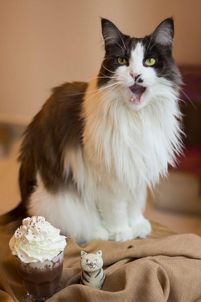 Cat Café Budapest Maine Coon