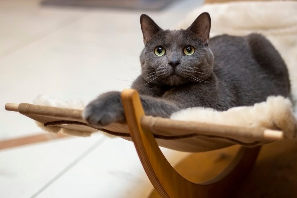 cat café Hungary