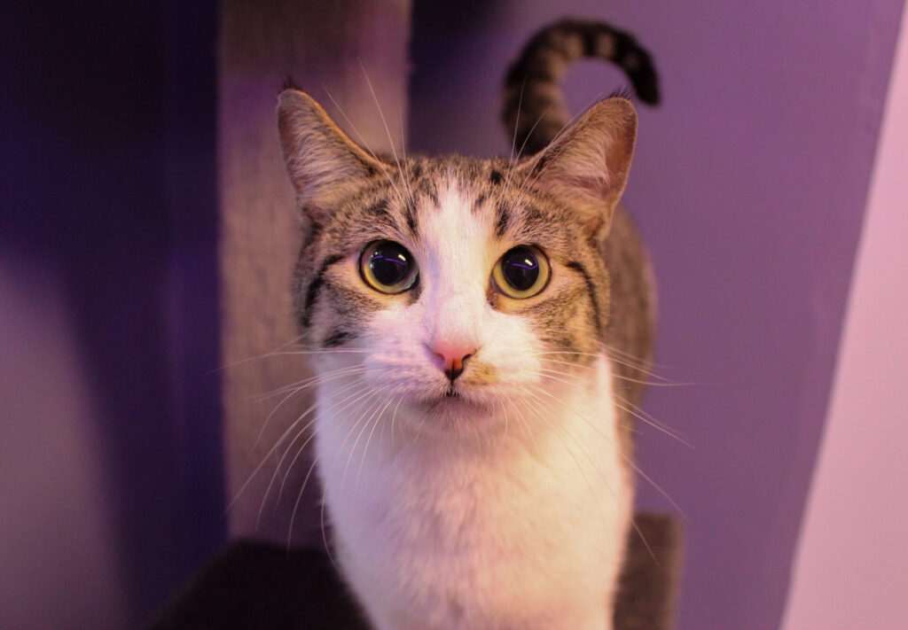 cat cafes in Illinois