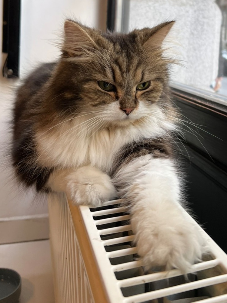 cat on radiator