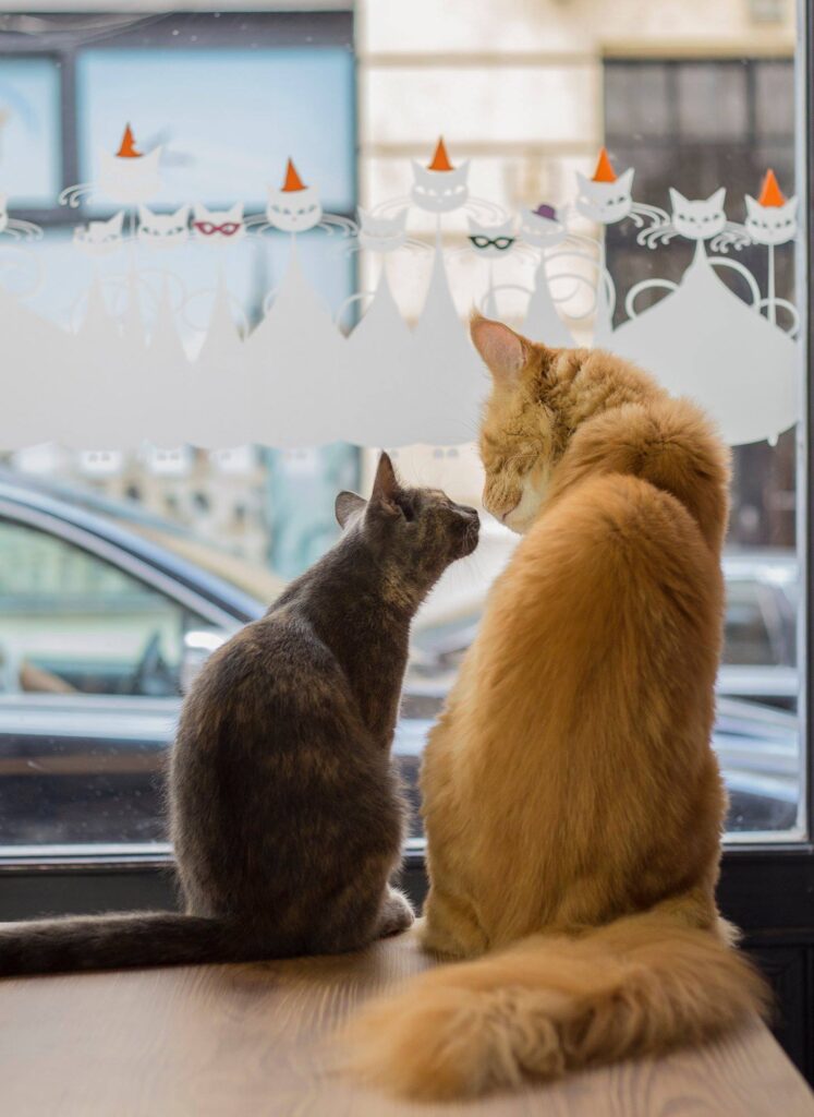 cats in window