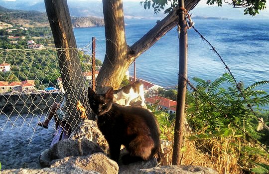cats in Molyvos Lesbos