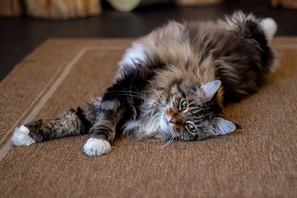 Maine Coon from Cat Café Budapest