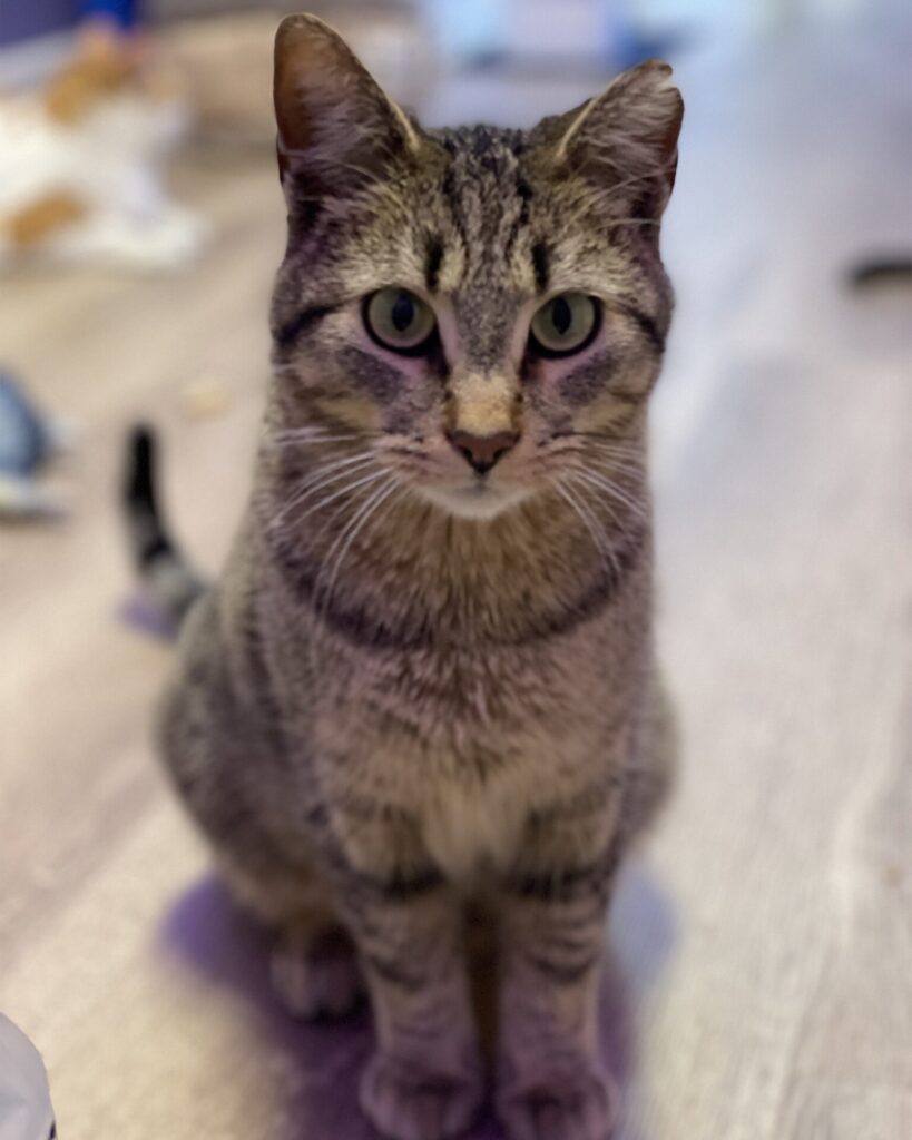 Meowtown in Alton