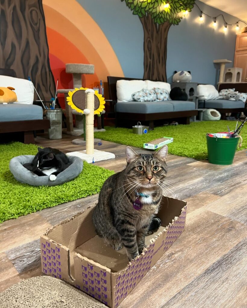 The Kitty Crib in Champaign