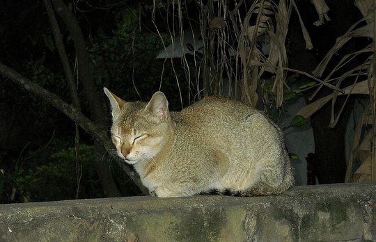 cat Guwahati India