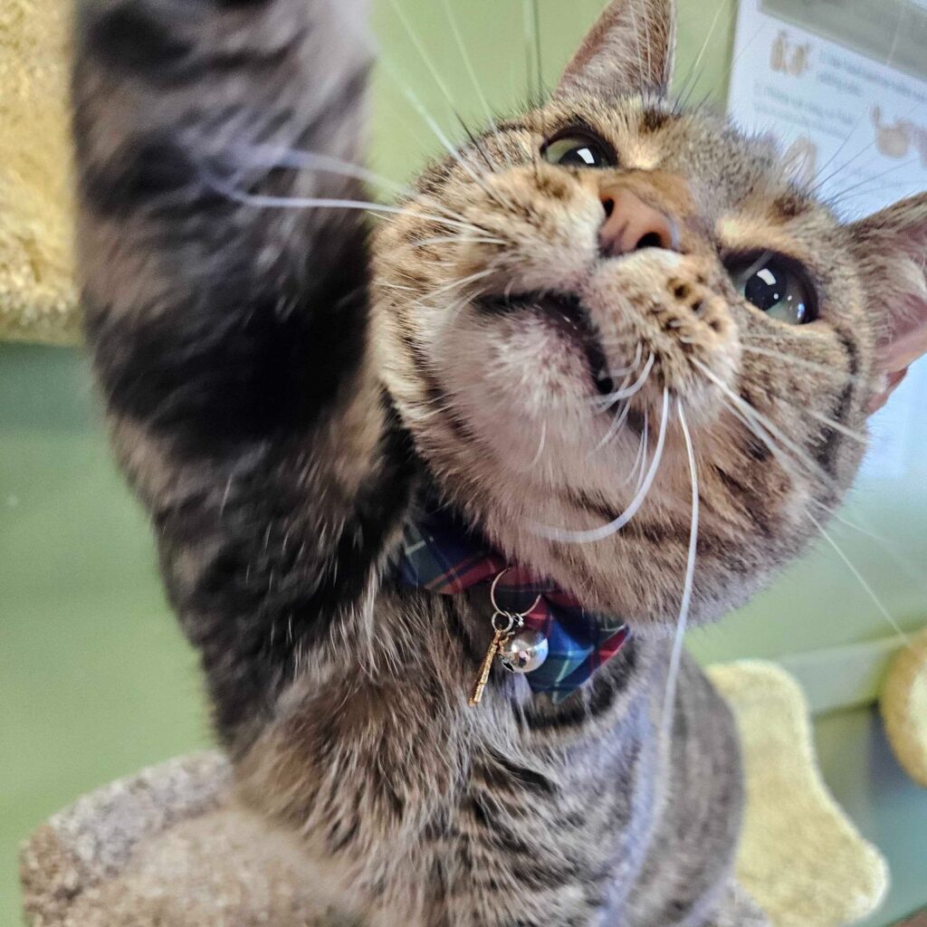 adopt a cat Minnesota