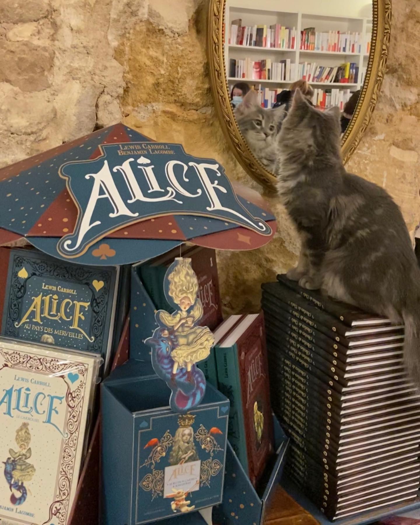 Mon Chat Pitre, the bookstore in Aix-en-Provence that takes in homeless ...