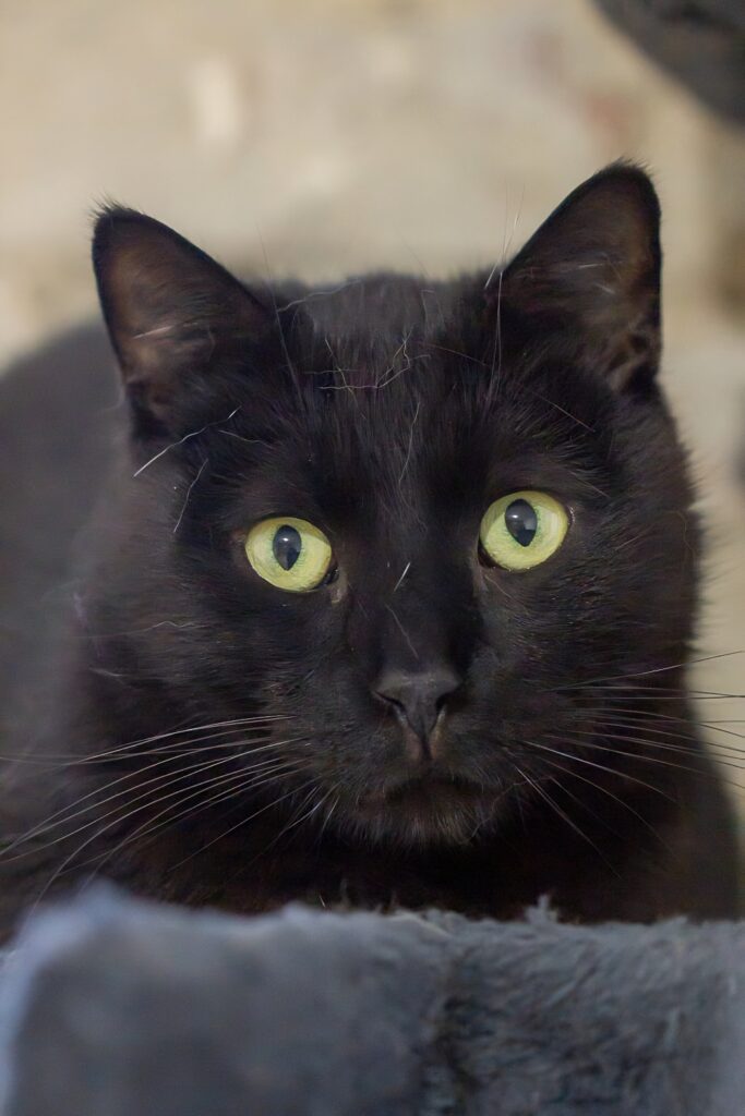 black stray cat in Hungary