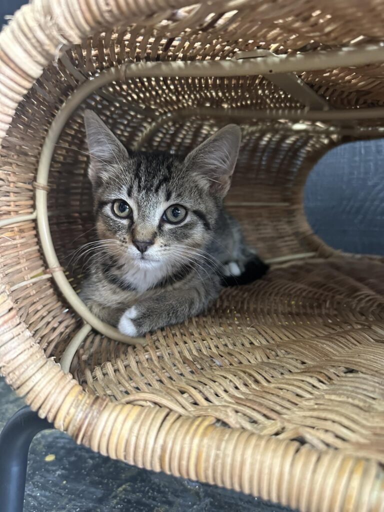 Brews and Mews cat cafe in Lenoir