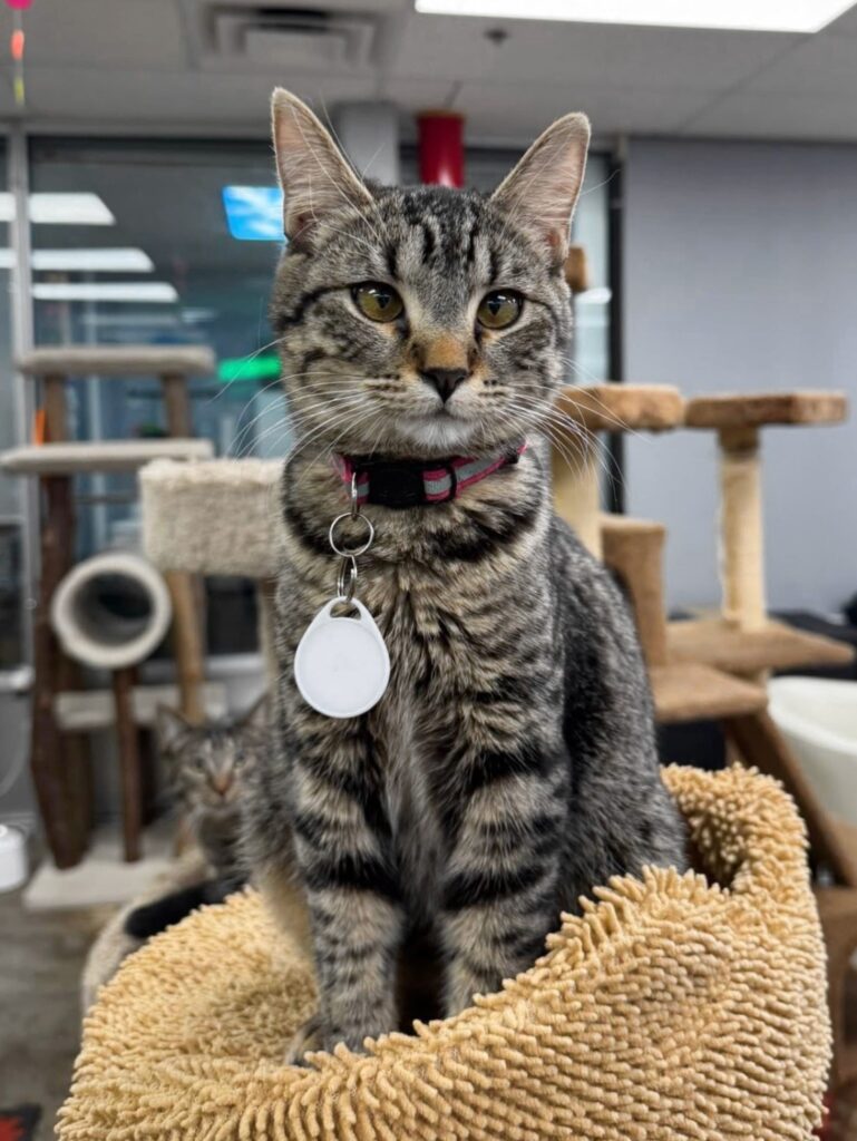 cat cafe Huntsville