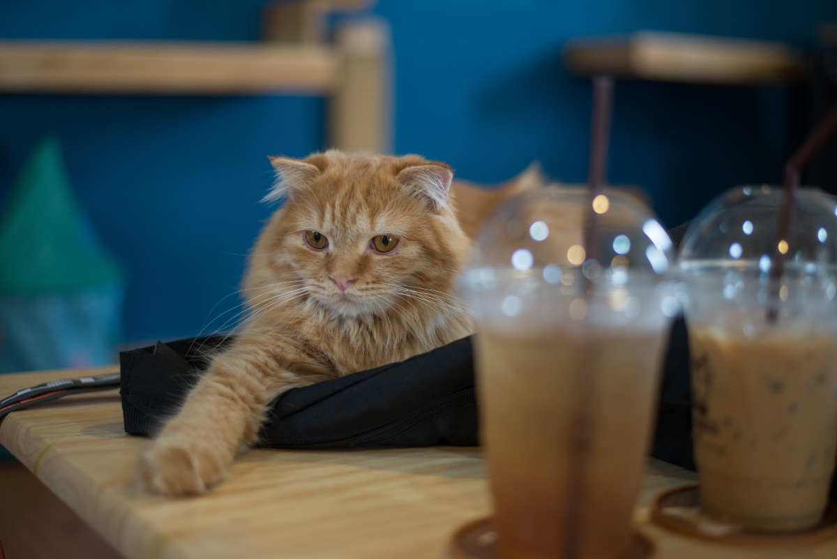 cat cafe