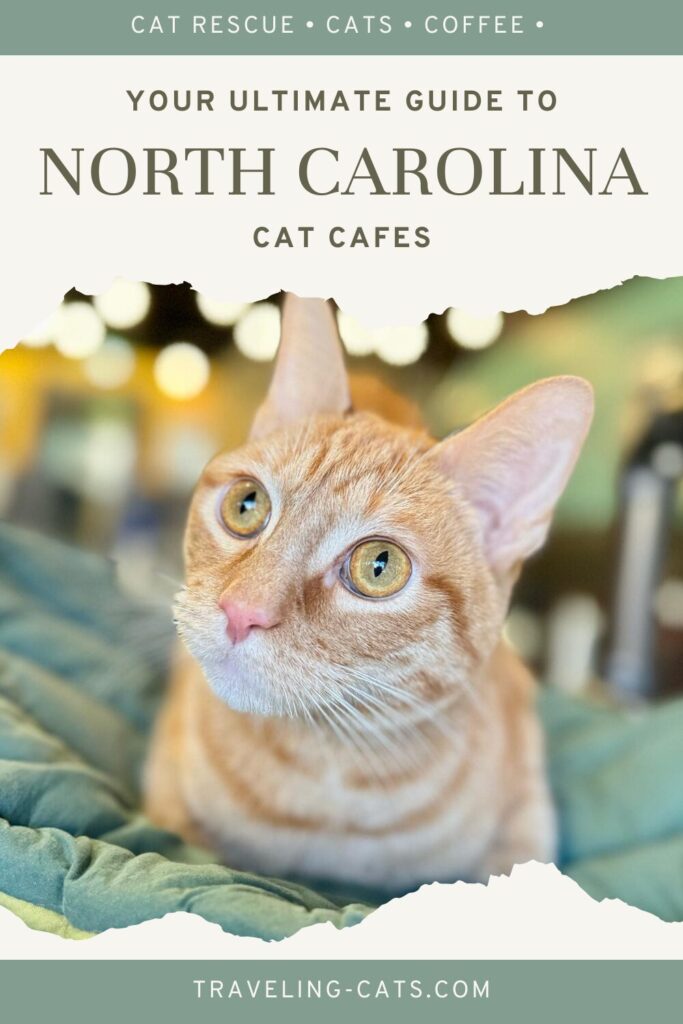 cat cafes in North Carolina