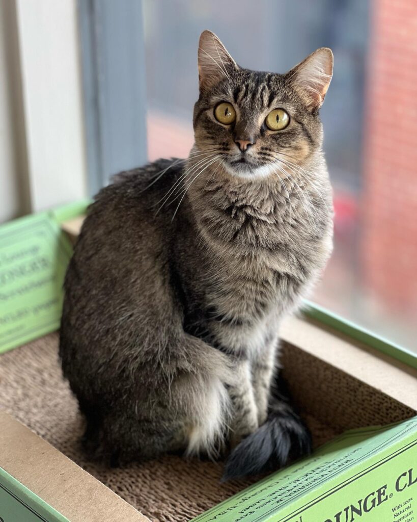 Cat Tales Cat Cafe