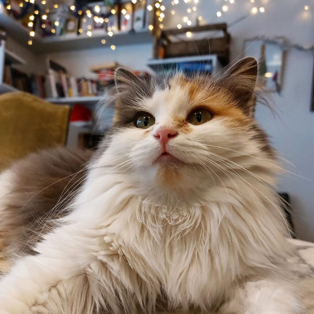 Cats and Cookies Angers