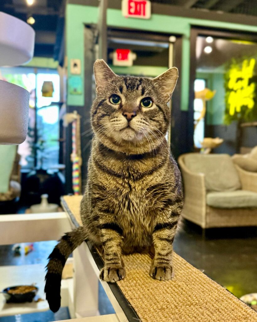 Cats at Play in Asheville