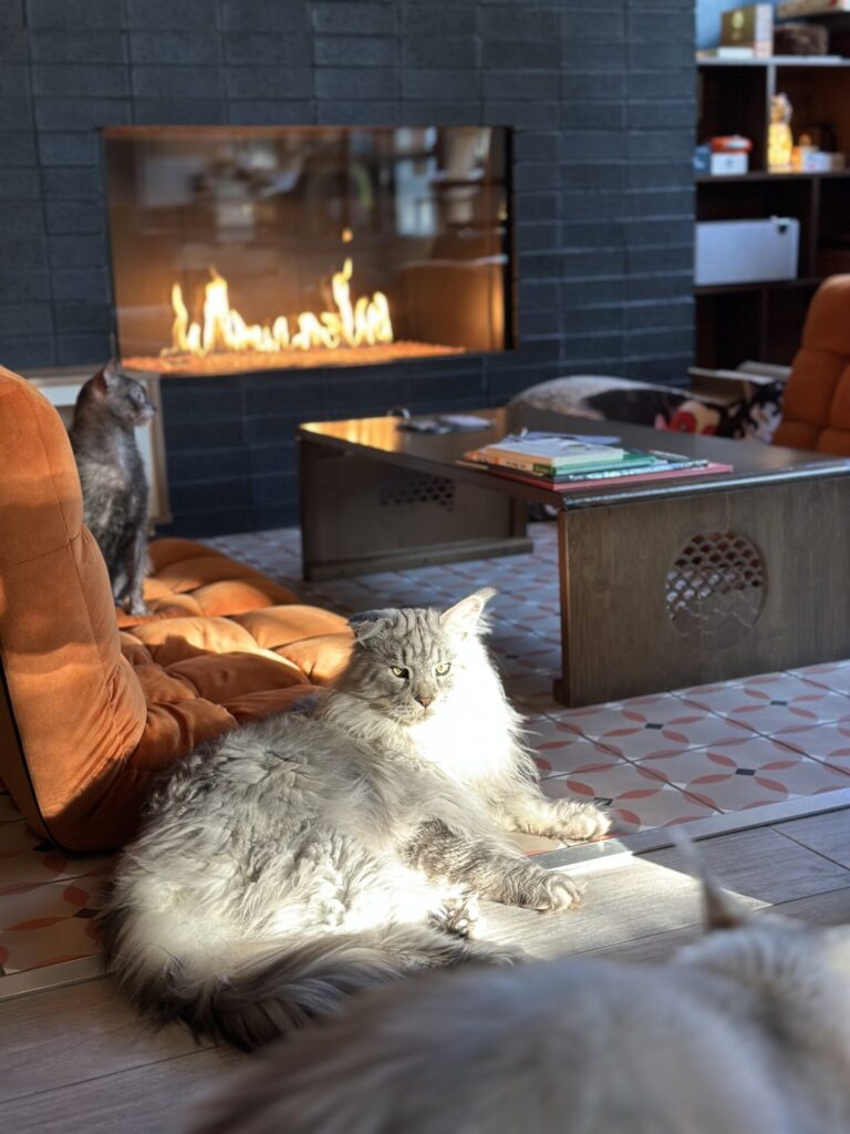 Catzen Coffee in St. Paul
