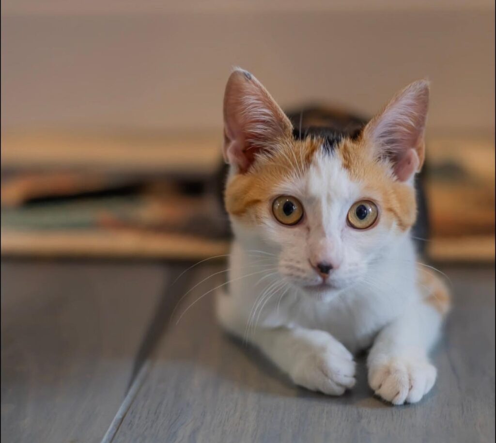 Charlie's Cat Cafe in Monroe