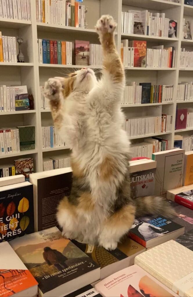 chats en librairie