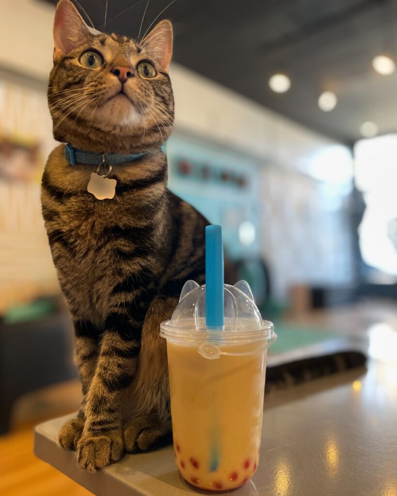 Crooked Tail Cat Cafe