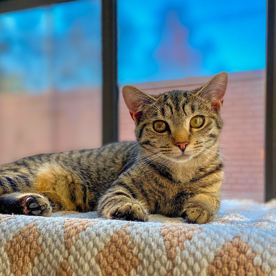 Daily Mews in Charlotte
