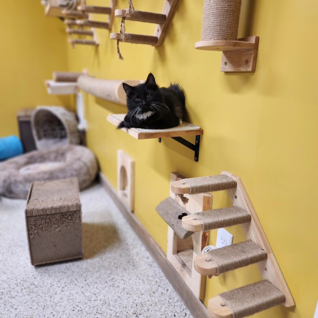 Duluth cat cafe