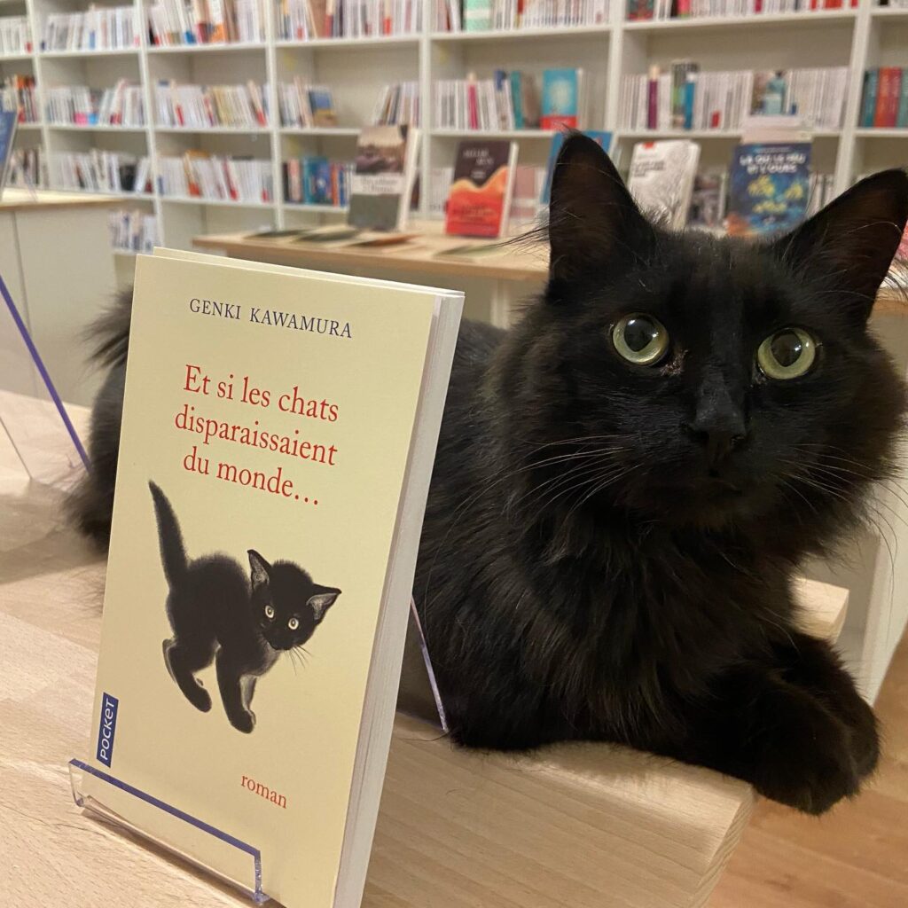 Et si les chats disparaissaient du monde