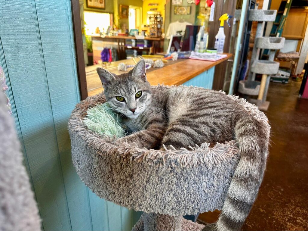 Gatos and Beans Birmingham