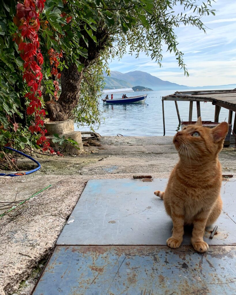 ginger cat in Ohrid