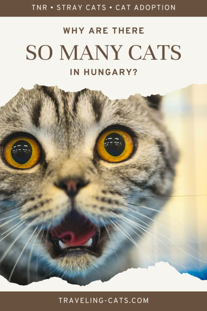 Helping stray cats in Hungary