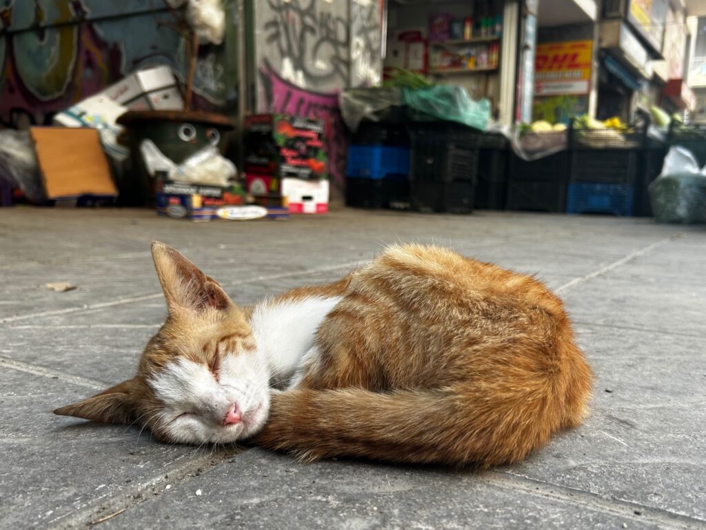 how to adopt a stray cat