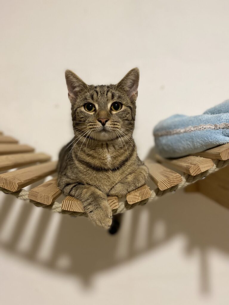 Hungary stray cats foundation