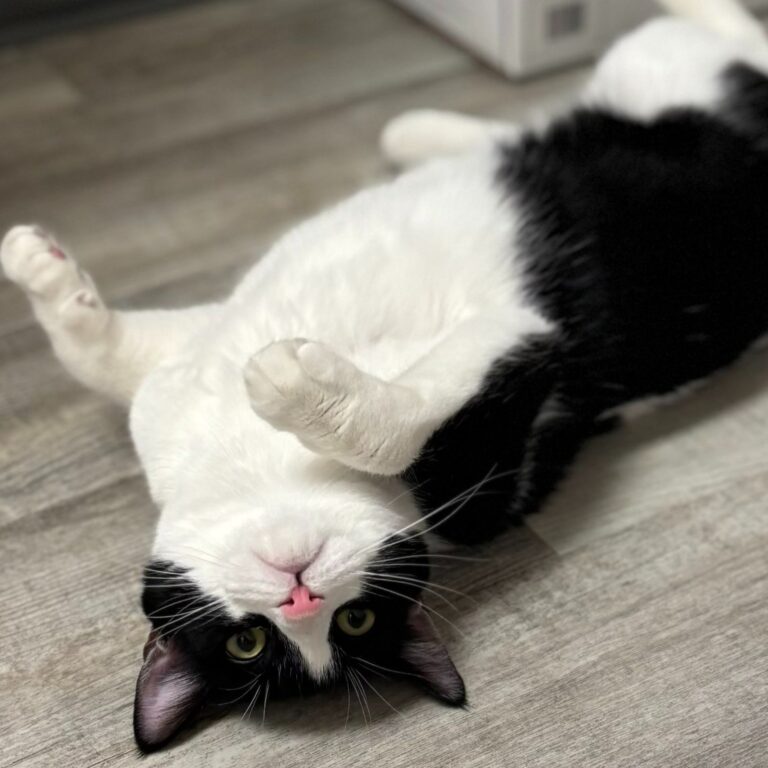 cat cafes in Massachusetts