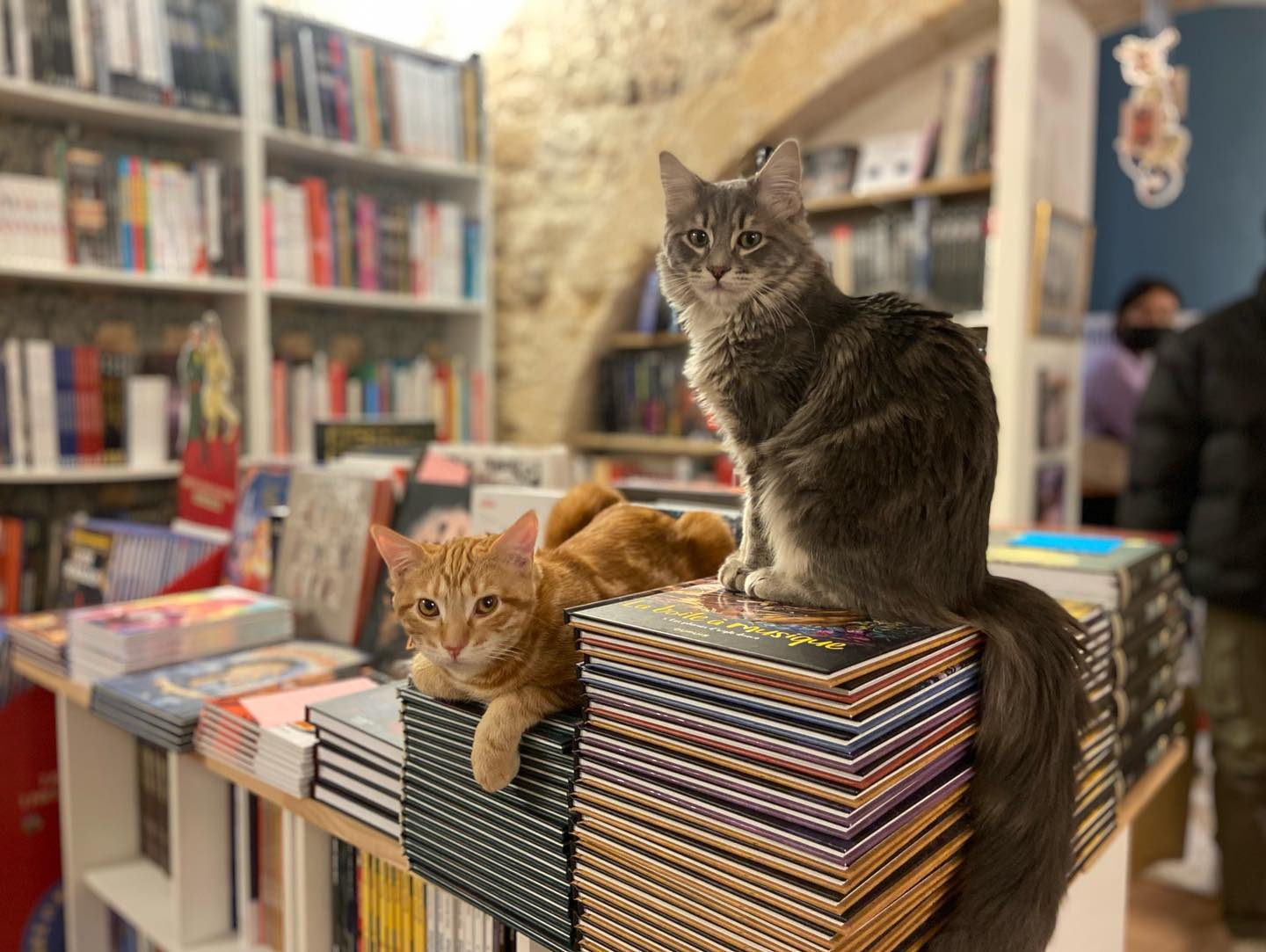librairie avec chats