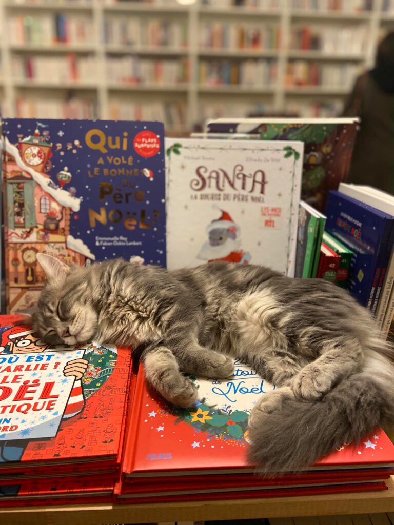 livres de Noël et un chat