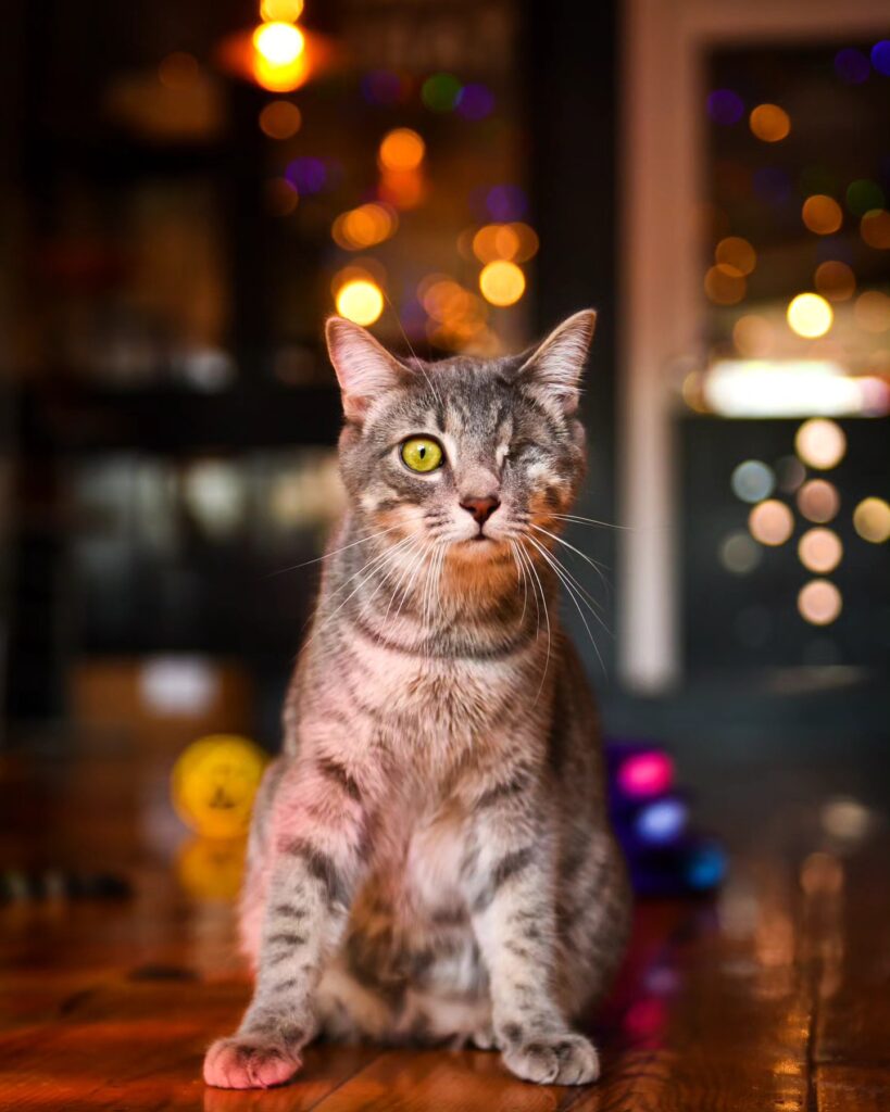 Mac Tabby cat cafe
