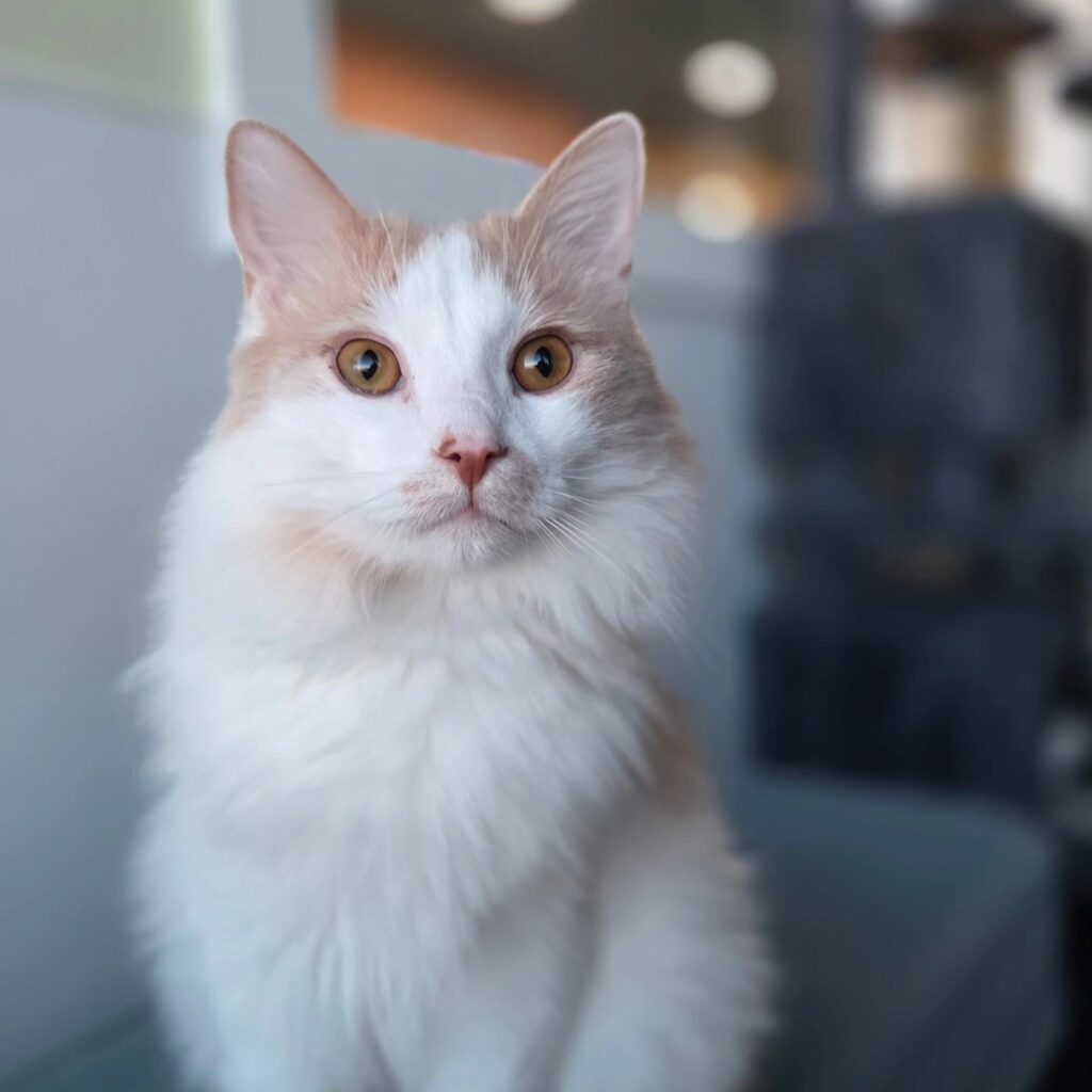 Meowter Banks Cat Cafe