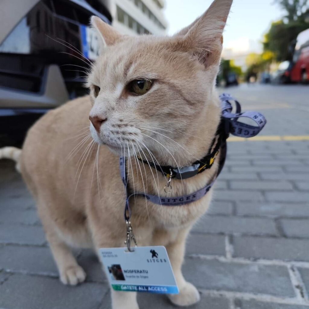 Nosfe Sitges cat