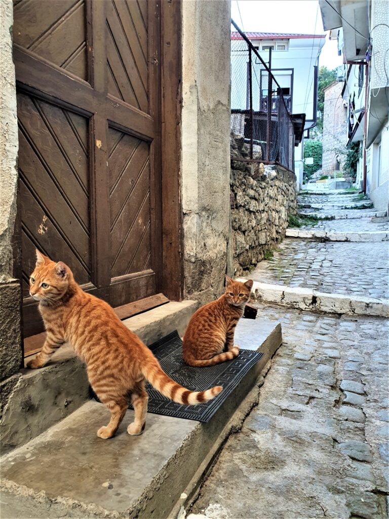 ginger cats in Ohrid Macedonia