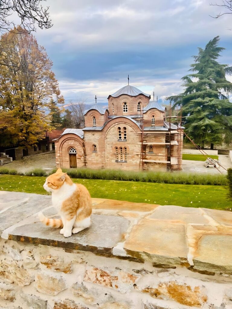 ginger cat in Skopje in North Macedonia