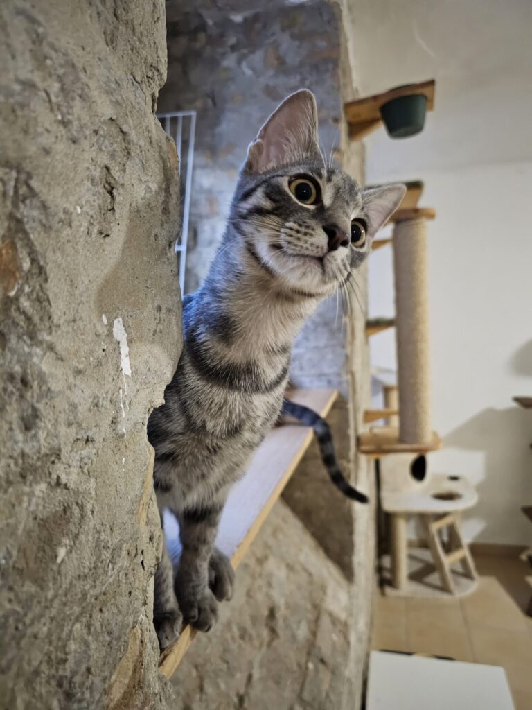 stray cats foundation Macskavilág Alapítvány