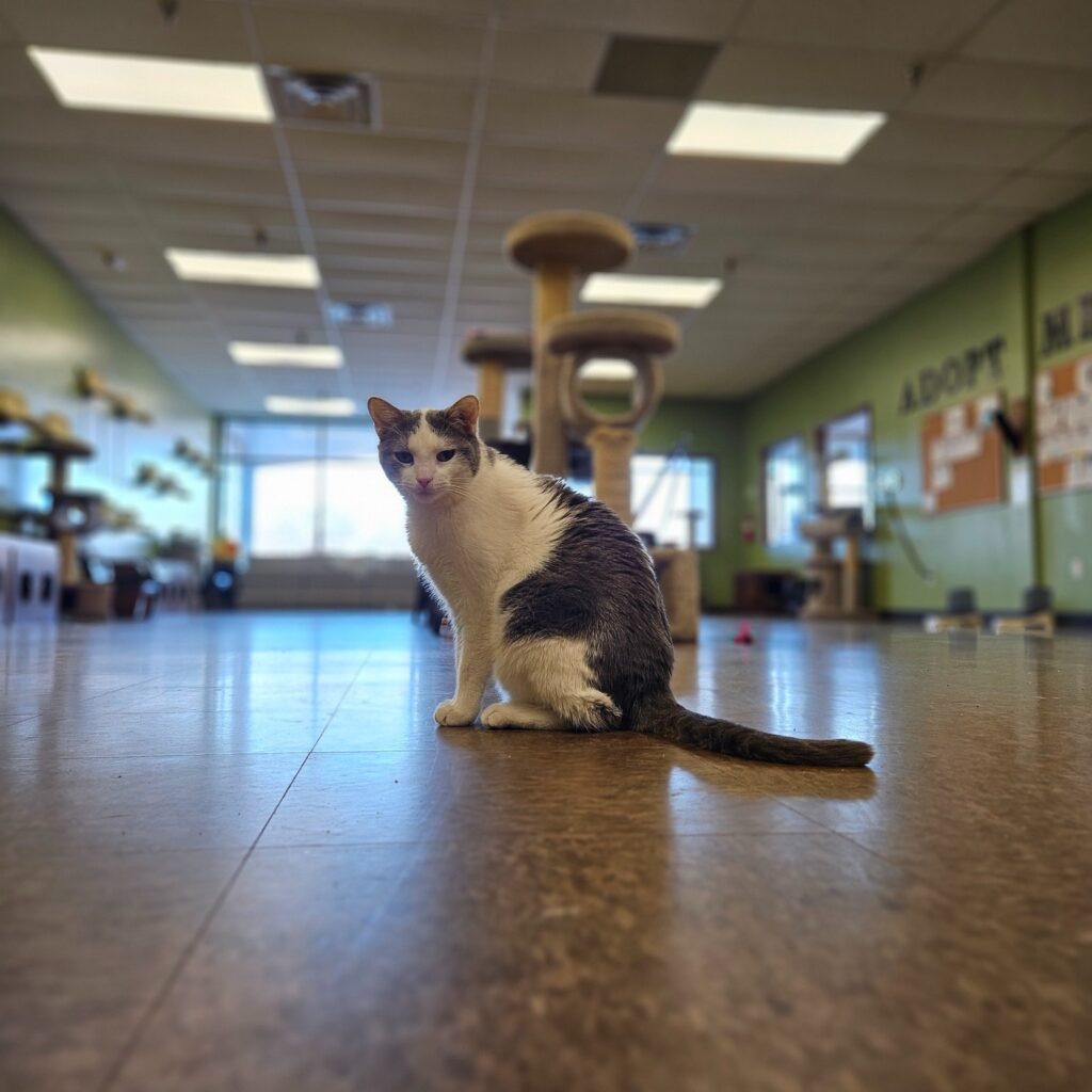 The Cafe Meow in New Hope