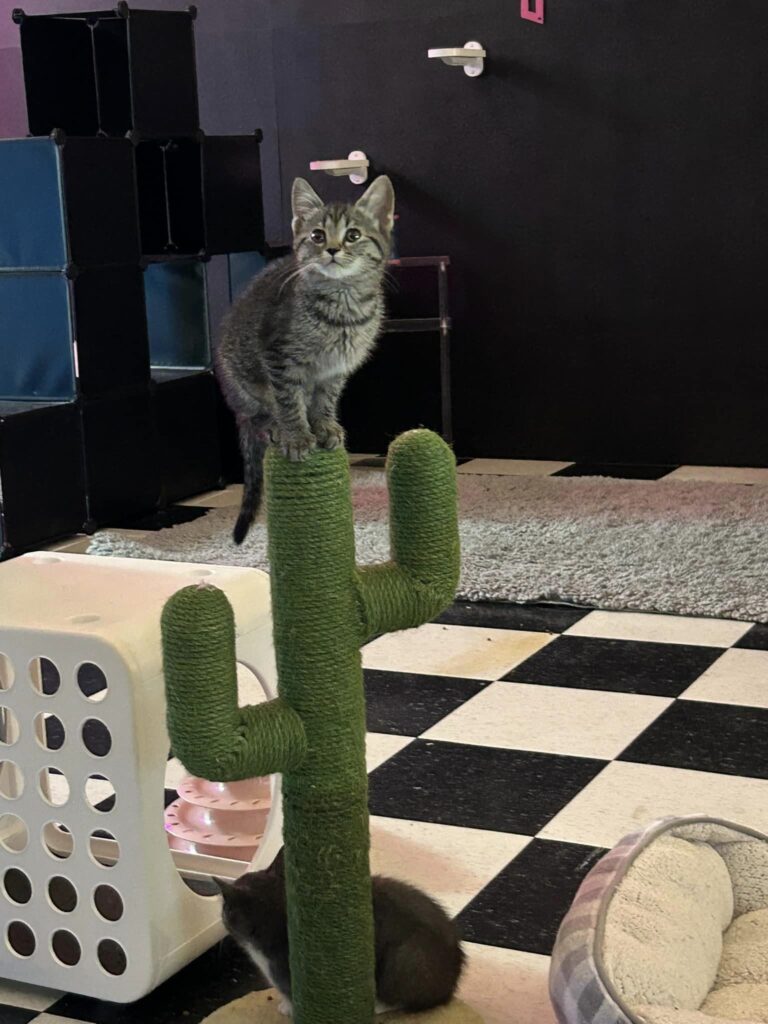 The Purrfect Pour Cat Cafe