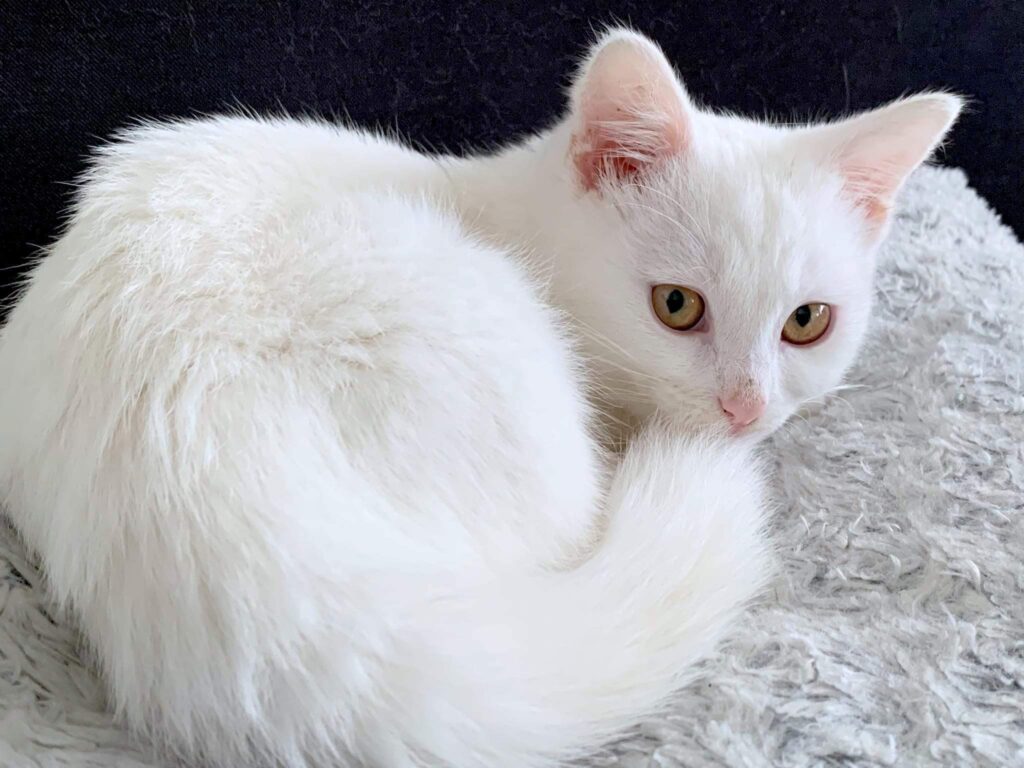 white stray cat at Macskavilág Alapítvány in Hungary